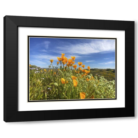 Wildflowers XXVII Black Modern Wood Framed Art Print with Double Matting by Popcorn
