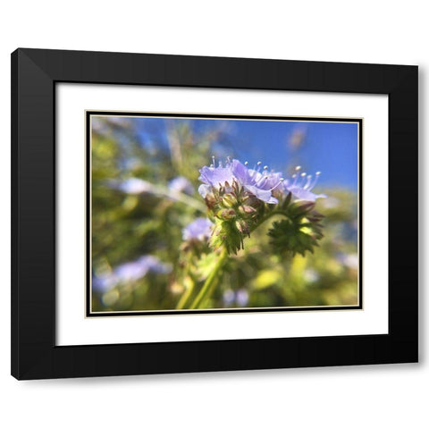 Wildflowers XXIX Black Modern Wood Framed Art Print with Double Matting by Popcorn