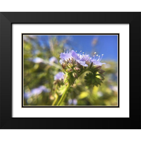 Wildflowers XXIX Black Modern Wood Framed Art Print with Double Matting by Popcorn
