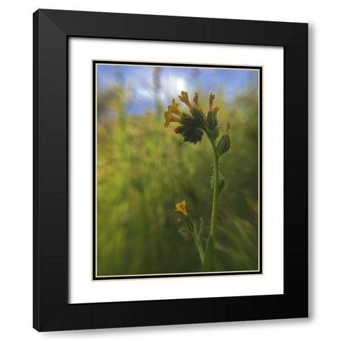 Wildflowers Macro II Black Modern Wood Framed Art Print with Double Matting by Popcorn