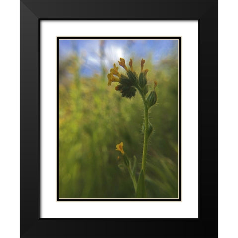 Wildflowers Macro II Black Modern Wood Framed Art Print with Double Matting by Popcorn