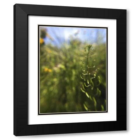 Wildflowers Macro IV Black Modern Wood Framed Art Print with Double Matting by Popcorn