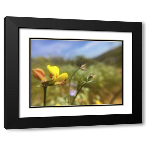 Wildflowers XXX Black Modern Wood Framed Art Print with Double Matting by Popcorn