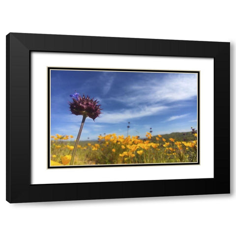 Wildflowers XXXIII Black Modern Wood Framed Art Print with Double Matting by Popcorn