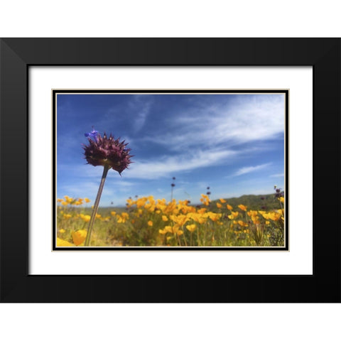 Wildflowers XXXIII Black Modern Wood Framed Art Print with Double Matting by Popcorn