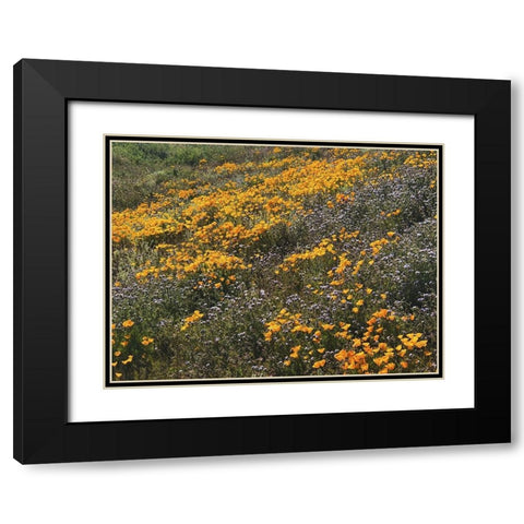 Wildflowers XXVI Black Modern Wood Framed Art Print with Double Matting by Popcorn