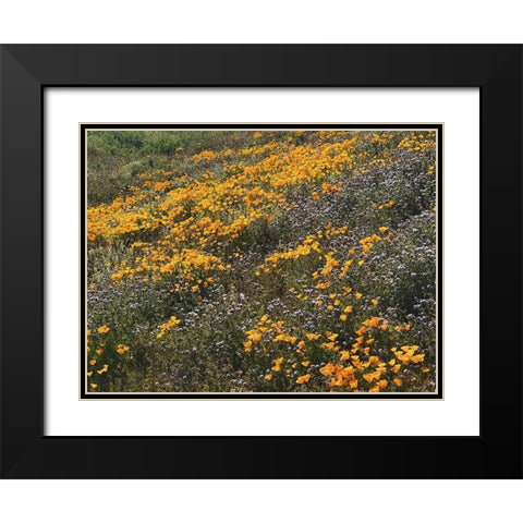 Wildflowers XXVI Black Modern Wood Framed Art Print with Double Matting by Popcorn