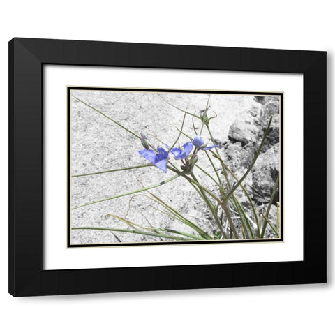 Wildflowers Collage I Black Modern Wood Framed Art Print with Double Matting by Popcorn