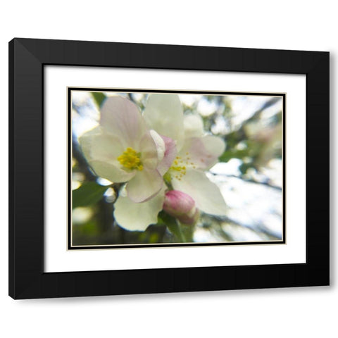 Apple Blossoms III Black Modern Wood Framed Art Print with Double Matting by Popcorn