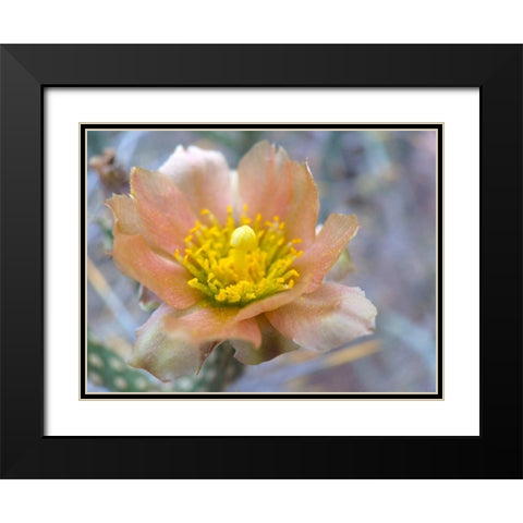 Cactus Flower II Black Modern Wood Framed Art Print with Double Matting by Popcorn
