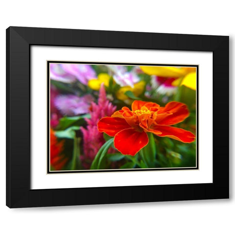 Garden Flowers Black Modern Wood Framed Art Print with Double Matting by Popcorn