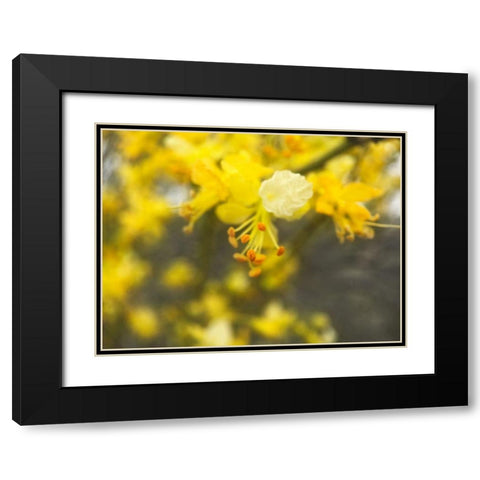 Tree In Bloom II Black Modern Wood Framed Art Print with Double Matting by Popcorn