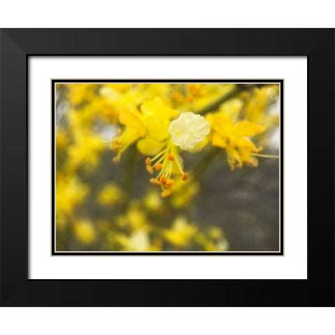 Tree In Bloom II Black Modern Wood Framed Art Print with Double Matting by Popcorn