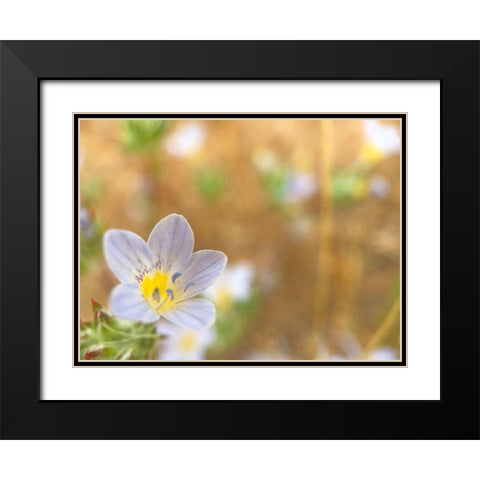 Purple Flower II Black Modern Wood Framed Art Print with Double Matting by Popcorn