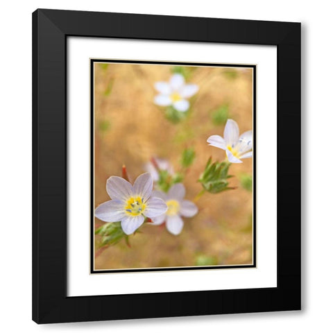 Purple Flower III Black Modern Wood Framed Art Print with Double Matting by Popcorn