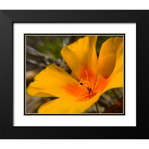 Poppy Black Modern Wood Framed Art Print with Double Matting by Popcorn