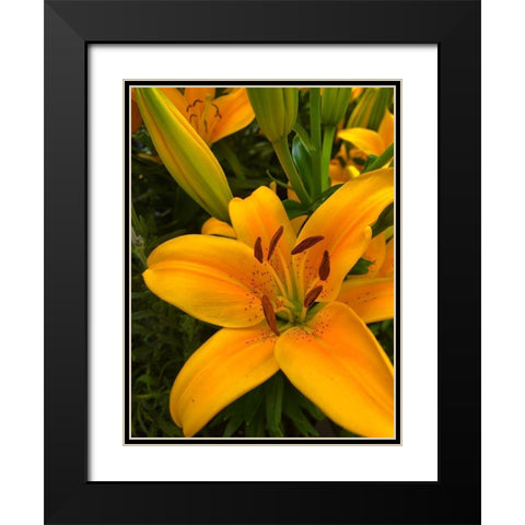 Yellow Lilly Black Modern Wood Framed Art Print with Double Matting by Popcorn