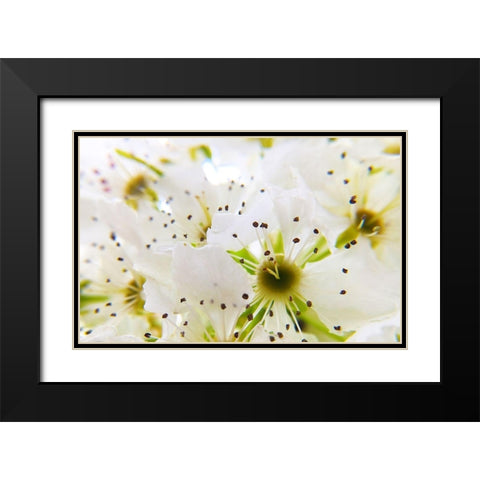 Hawthorn Bloom I Black Modern Wood Framed Art Print with Double Matting by Popcorn