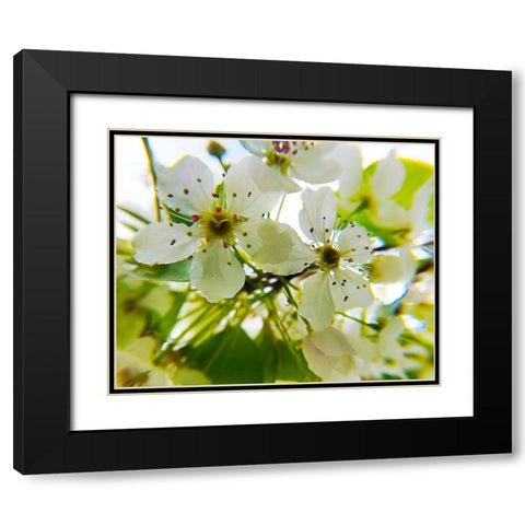 Hawthorn Bloom II Black Modern Wood Framed Art Print with Double Matting by Popcorn