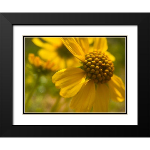 Wildflowers Nostalgia I Black Modern Wood Framed Art Print with Double Matting by Popcorn