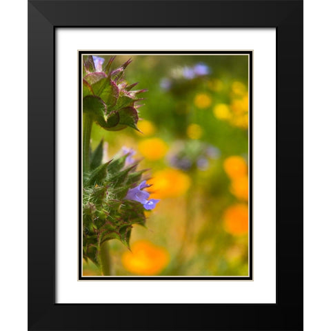 Wildflowers XLII Black Modern Wood Framed Art Print with Double Matting by Popcorn