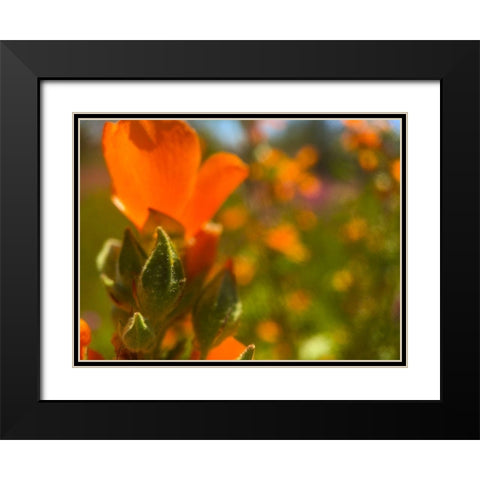 Wildflowers XLVI Black Modern Wood Framed Art Print with Double Matting by Popcorn