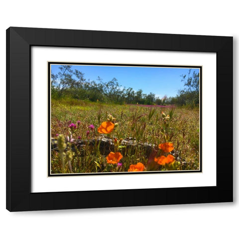 Wildflowers XLVIIX Black Modern Wood Framed Art Print with Double Matting by Popcorn