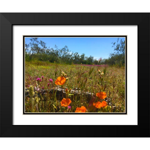 Wildflowers XLVIIX Black Modern Wood Framed Art Print with Double Matting by Popcorn