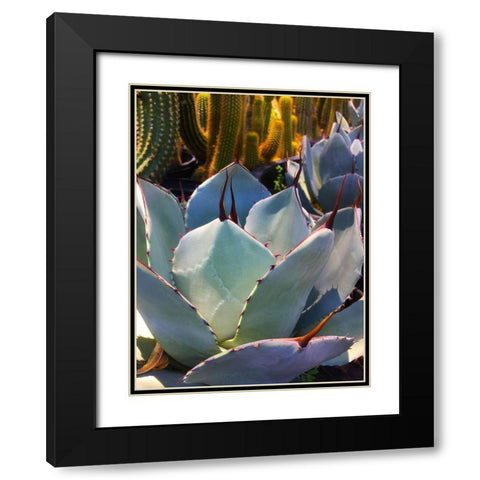 Mescal Agave C Black Modern Wood Framed Art Print with Double Matting by Tenoever, William