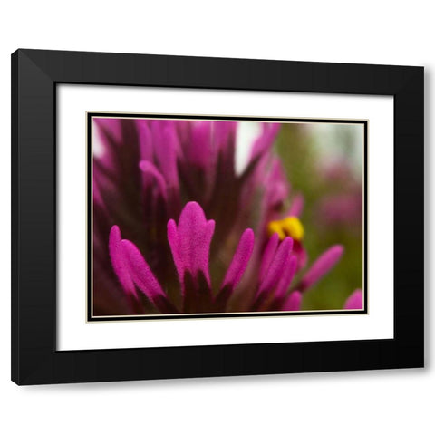 Owl Clover Black Modern Wood Framed Art Print with Double Matting by Tenoever, William