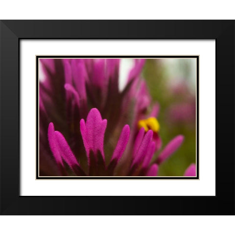 Owl Clover Black Modern Wood Framed Art Print with Double Matting by Tenoever, William