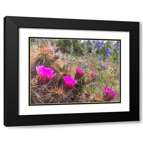 Hedgehog and Lupine Black Modern Wood Framed Art Print with Double Matting by Tenoever, William
