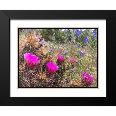 Hedgehog and Lupine Black Modern Wood Framed Art Print with Double Matting by Tenoever, William