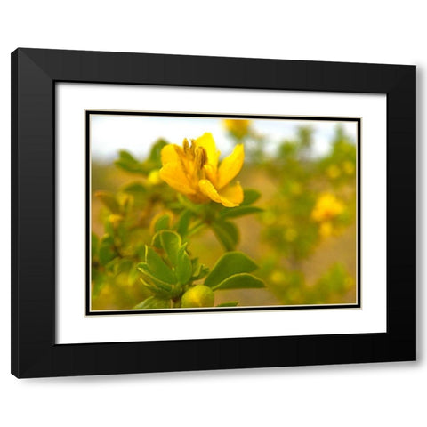 Creosote in Bloom 2 Black Modern Wood Framed Art Print with Double Matting by Tenoever, William