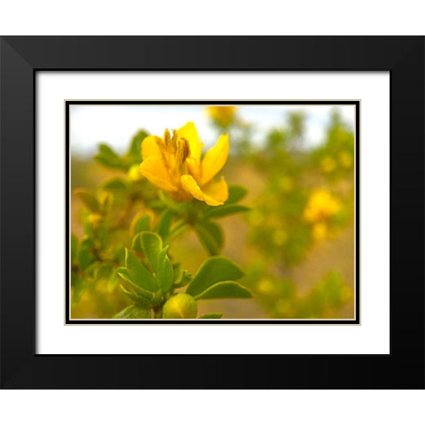 Creosote in Bloom 2 Black Modern Wood Framed Art Print with Double Matting by Tenoever, William