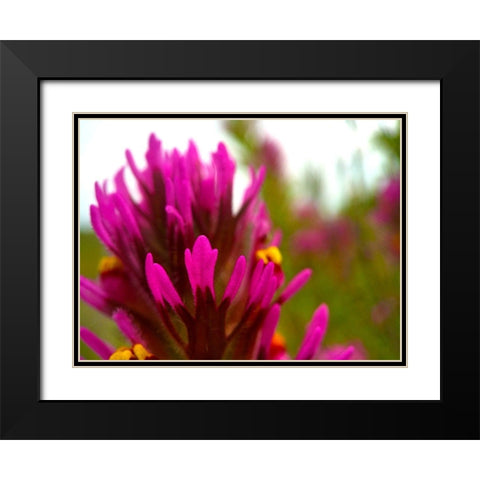 Owl Clover Black Modern Wood Framed Art Print with Double Matting by Tenoever, William