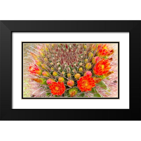 Barrel in Bloom IV Black Modern Wood Framed Art Print with Double Matting by Tenoever, William