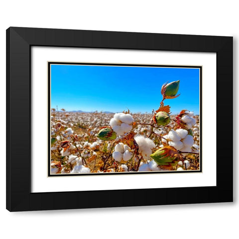 CottonFields1 Black Modern Wood Framed Art Print with Double Matting by Tenoever, William