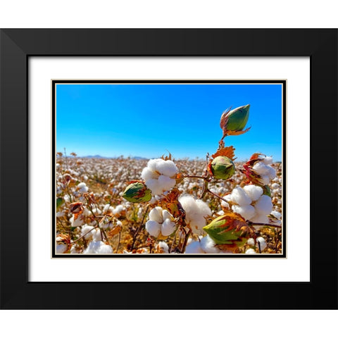 CottonFields1 Black Modern Wood Framed Art Print with Double Matting by Tenoever, William