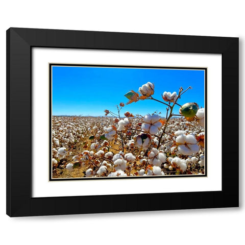 CottonFields2 Black Modern Wood Framed Art Print with Double Matting by Tenoever, William