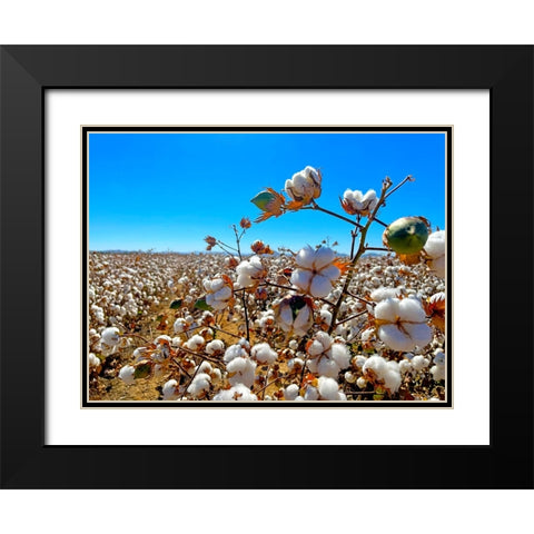 CottonFields2 Black Modern Wood Framed Art Print with Double Matting by Tenoever, William
