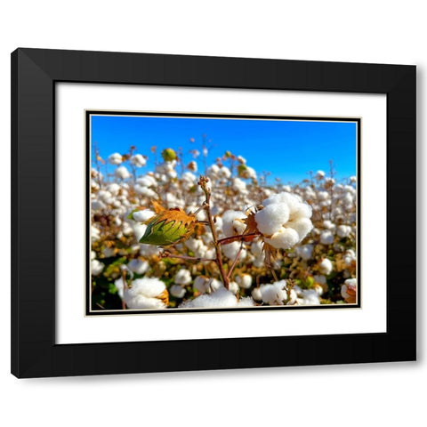 CottonFields3 Black Modern Wood Framed Art Print with Double Matting by Tenoever, William