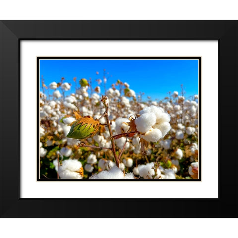CottonFields3 Black Modern Wood Framed Art Print with Double Matting by Tenoever, William