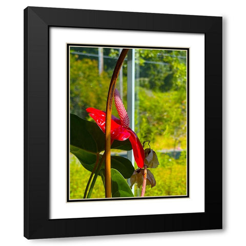 Flamingo Flower Black Modern Wood Framed Art Print with Double Matting by Tenoever, William
