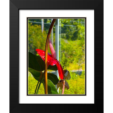 Flamingo Flower Black Modern Wood Framed Art Print with Double Matting by Tenoever, William
