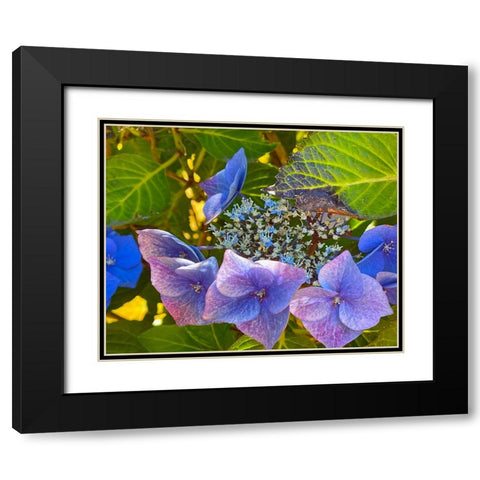 Hydrangea 1 Black Modern Wood Framed Art Print with Double Matting by Tenoever, William