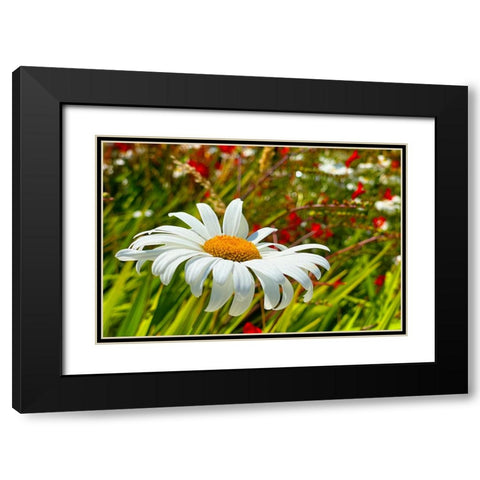 Daisy 1 Black Modern Wood Framed Art Print with Double Matting by Tenoever, William