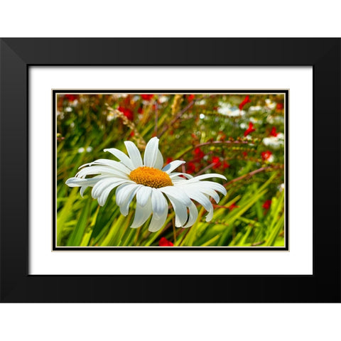 Daisy 1 Black Modern Wood Framed Art Print with Double Matting by Tenoever, William