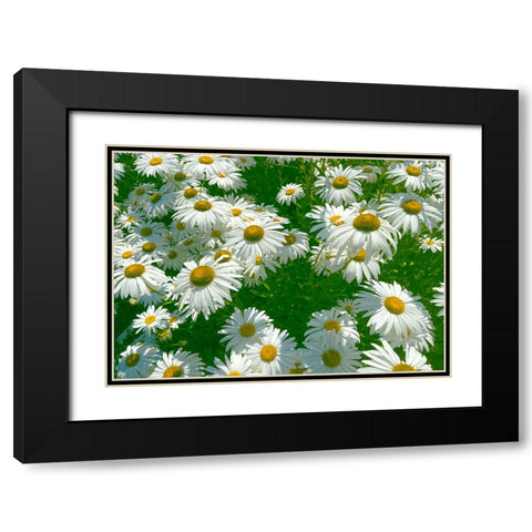 Daisy 2 Black Modern Wood Framed Art Print with Double Matting by Tenoever, William