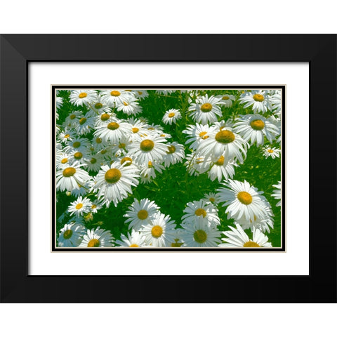 Daisy 2 Black Modern Wood Framed Art Print with Double Matting by Tenoever, William